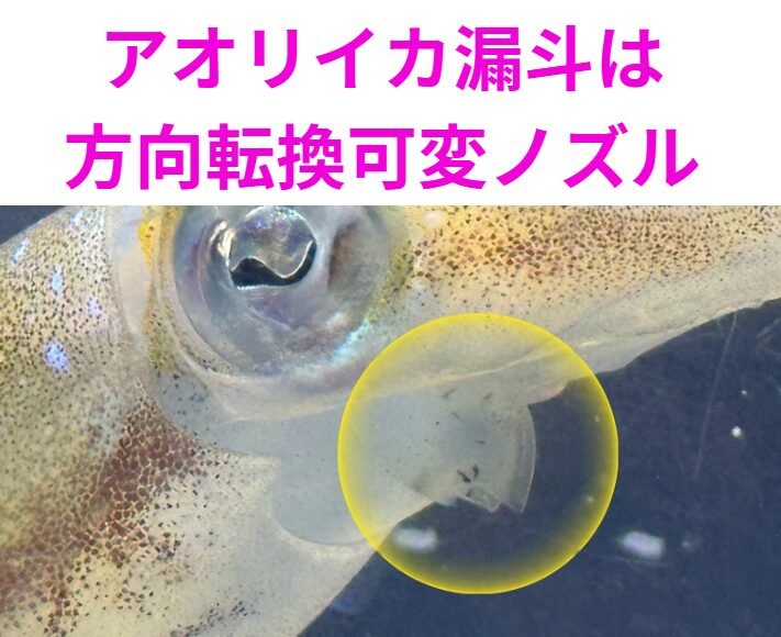 アオリイカの「漏斗」は、単なる墨や水の排出口ではなく、推進力、方向転換、防御行為を行う。釣太郎