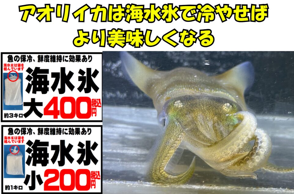 アオリイカの冷却は「海水氷」がベスト！普通の氷ではダメな理由。釣太郎