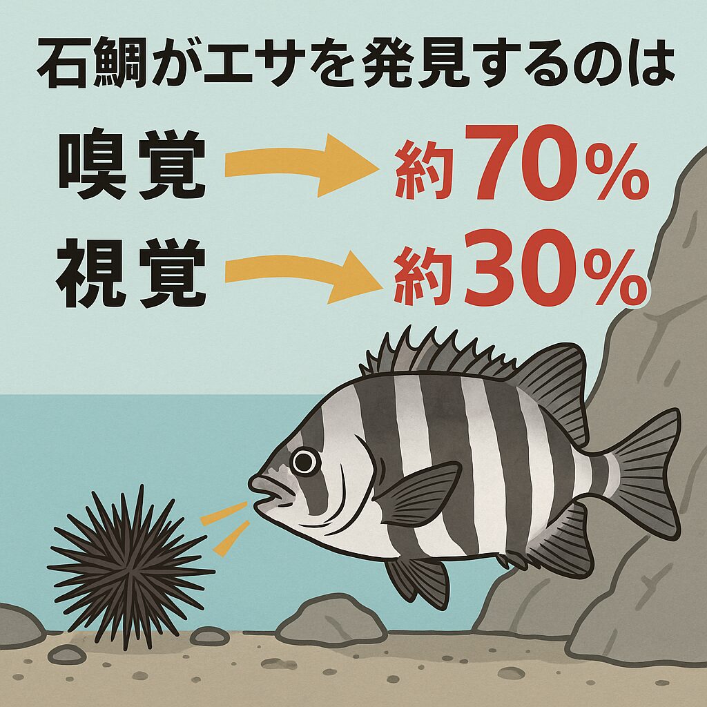 石鯛がエサを発見するのは嗅覚が約70％、視覚が約30％。底物釣り入門。釣太郎