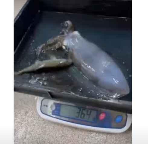 釣太郎みなべ店で飼育しているアオリイカは、秋限定。