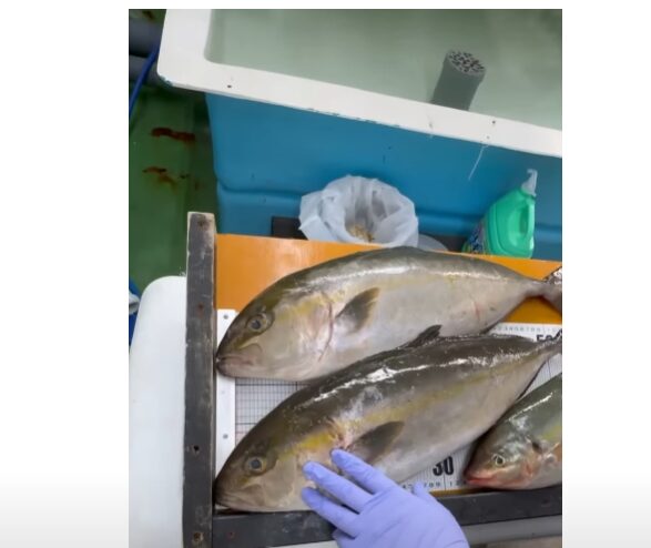 カンパチとブリ、どう見分ける？。 釣り人必見の簡単識別ポイントとシマアジの特徴。釣太郎