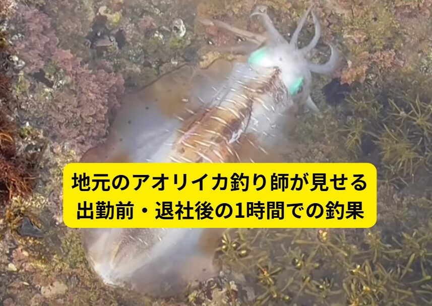 地元のアオリイカ釣り師が見せる、出勤前・退社後の1時間での釣果。釣太郎
