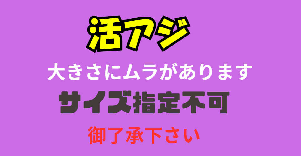 アオリイカ釣り絶好調。活アジ爆発的に売れていますが、サイズ指定できません。釣太郎