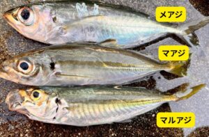 似てるけど全然違う！「マアジ・マルアジ・メアジ」の決定的な見分け方と味の格差。釣太郎