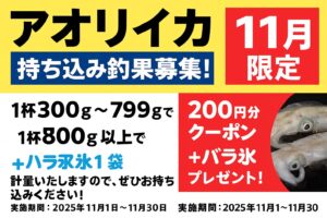 アオリイカ釣果お持ち込み下さい。クーポン券御用意しています。釣太郎