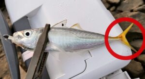 尾ひれが金色のアジは本当に美味しい！その理由と色の秘密を徹底解説【釣り人必見】釣太郎