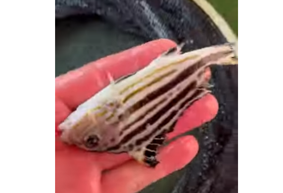 縦模様がくっきりとしているのはコロダイ仔魚の特徴。釣太郎