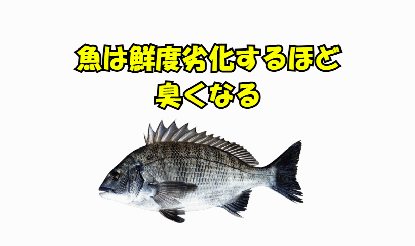 魚は鮮度劣化と比例して臭くなる。釣太郎