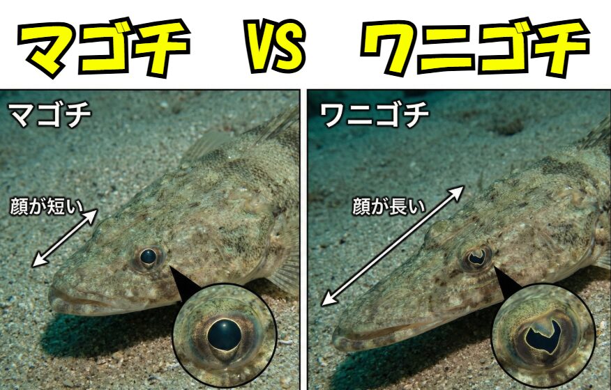 マゴチとワニゴチは似ているが、釣り人にとっての価値は大きく異なる。食用ではマゴチが人気。見分け方は「頭の横幅」「色」「体型」。釣太郎