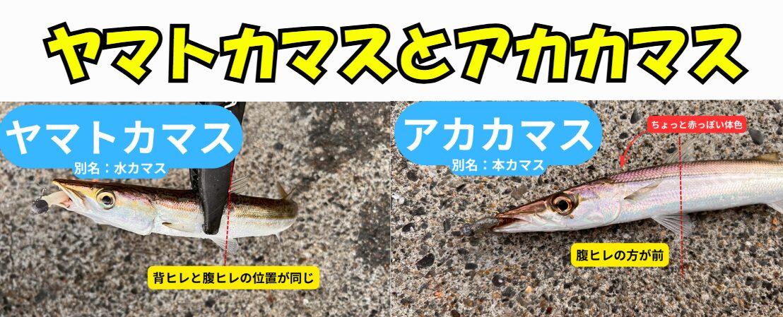 アカカマス見分け方： 腹ビレが、背ビレよりも「前」にある。ヤマトカマス見分け方： 腹ビレと背ビレのスタート位置が「ほぼ同じ」。釣太郎