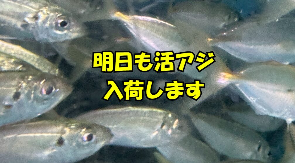 活アジ、明日も入荷します。アオリイカ釣り絶好調！釣太郎
