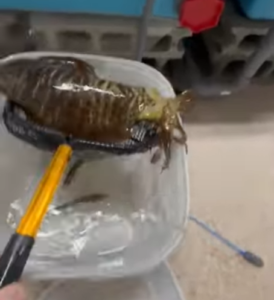 元気なアオリイカほど、よく水を吸い、よく吐きます。釣太郎