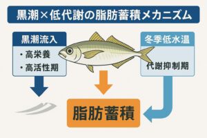 南紀の冬季尺アジがブランド化しているのは、脂質含有率15〜18％という全国トップレベルの脂乗りによるもの。釣太郎
