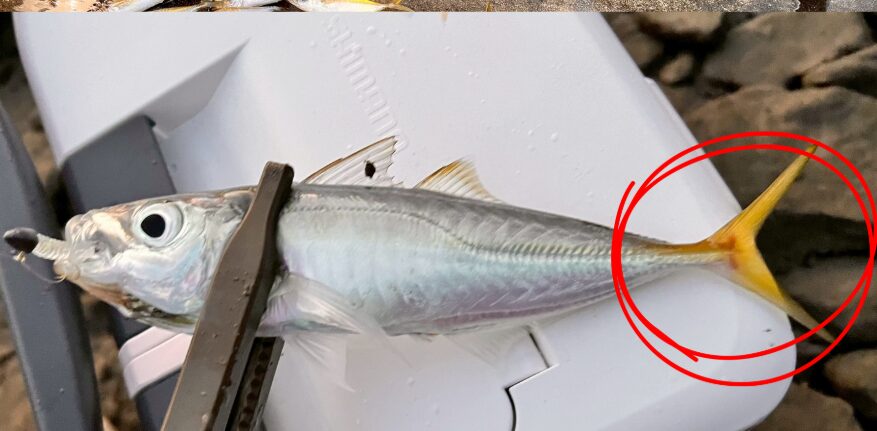アジの尾ビレが金色に輝いていたら、それは間違いなく「当たり個体」釣太郎