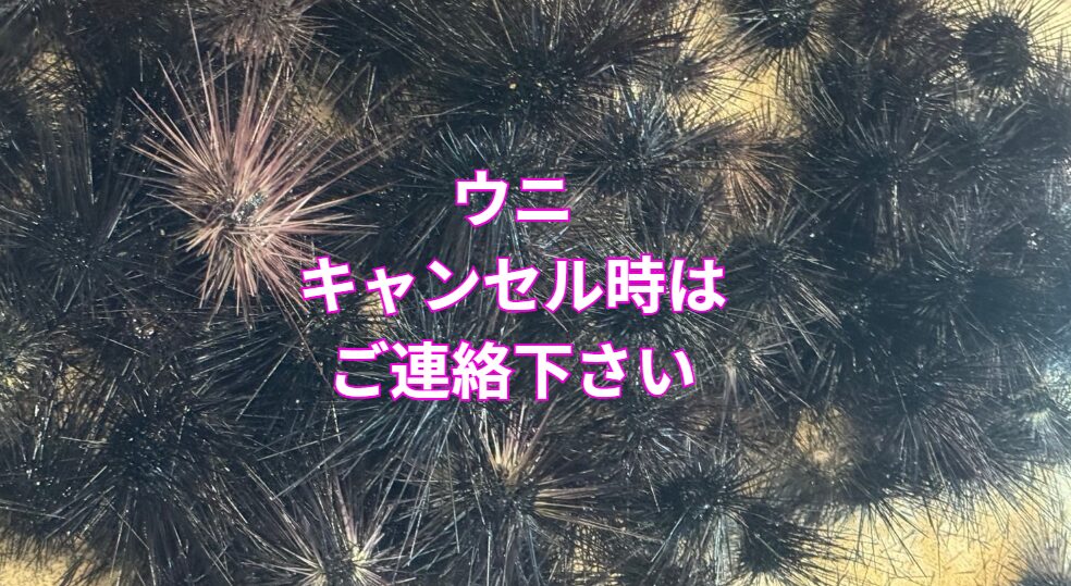 石鯛釣りエサのウニ、予約キャンセルもOKなので、ご連絡下さい。釣太郎