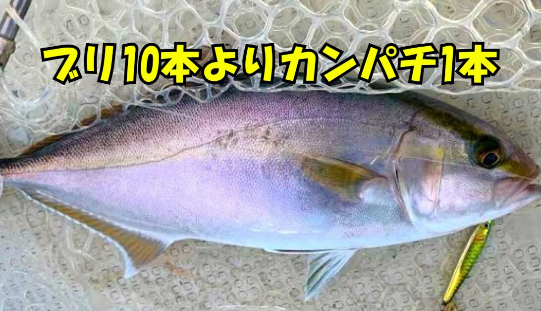 ブリ10本よりカンパチ1本」と言われる理由。ファイト、希少性、食味・価値。釣太郎