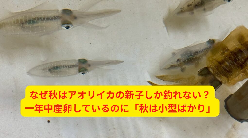 秋にはアオリイカ新子ばかり釣れる理由は、春産まれの親イカは秋には寿命を迎えて姿を消す。秋に釣れるのは「夏産まれの第二世代」＝新子中心。大型個体は沖へ移動しており、岸近くには少ない。新子は臆病で素早いため、繊細な誘いがカギ。釣太郎