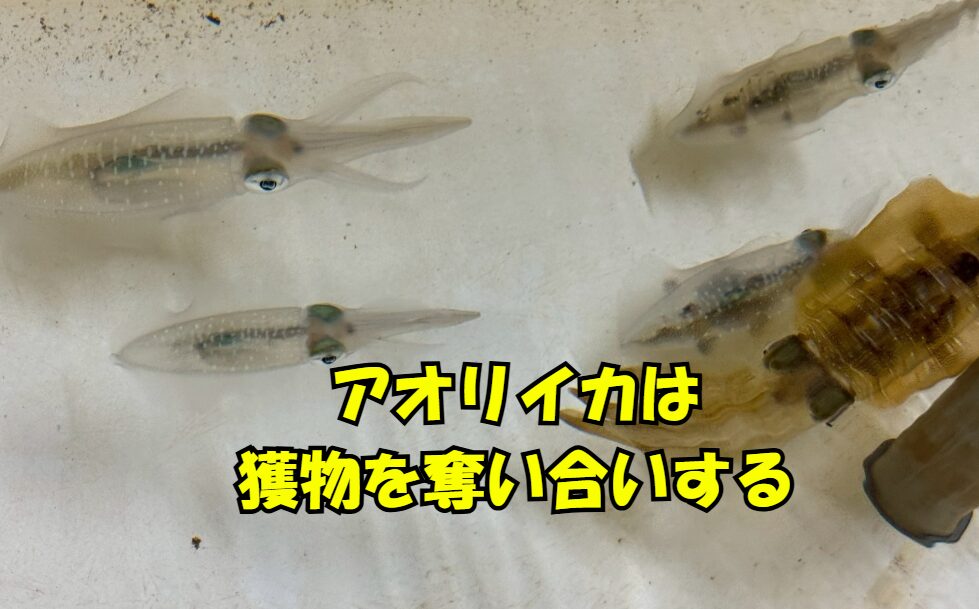 活アジを捕食するとアオリイカが走り出すのは、仲間の横取りされないため。釣太郎