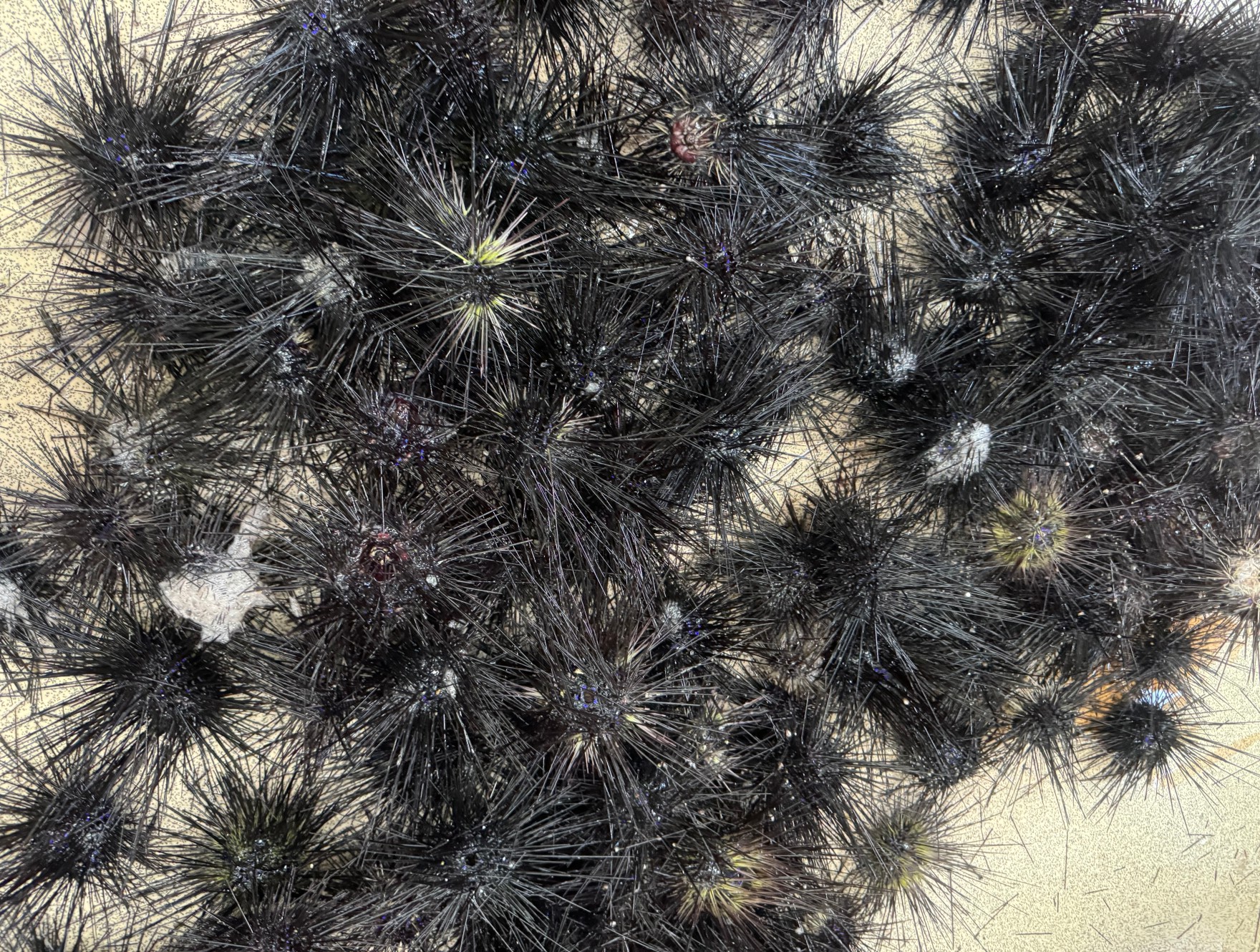 ウニ、週末釣行のご予約受付中！悪天候時キャンセルOK！釣太郎