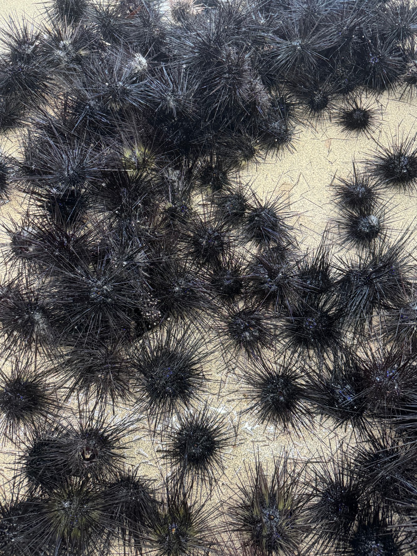 両店、ウニ在庫あります。【石鯛釣りエサ在庫紹介】11月8日土曜日。釣太郎