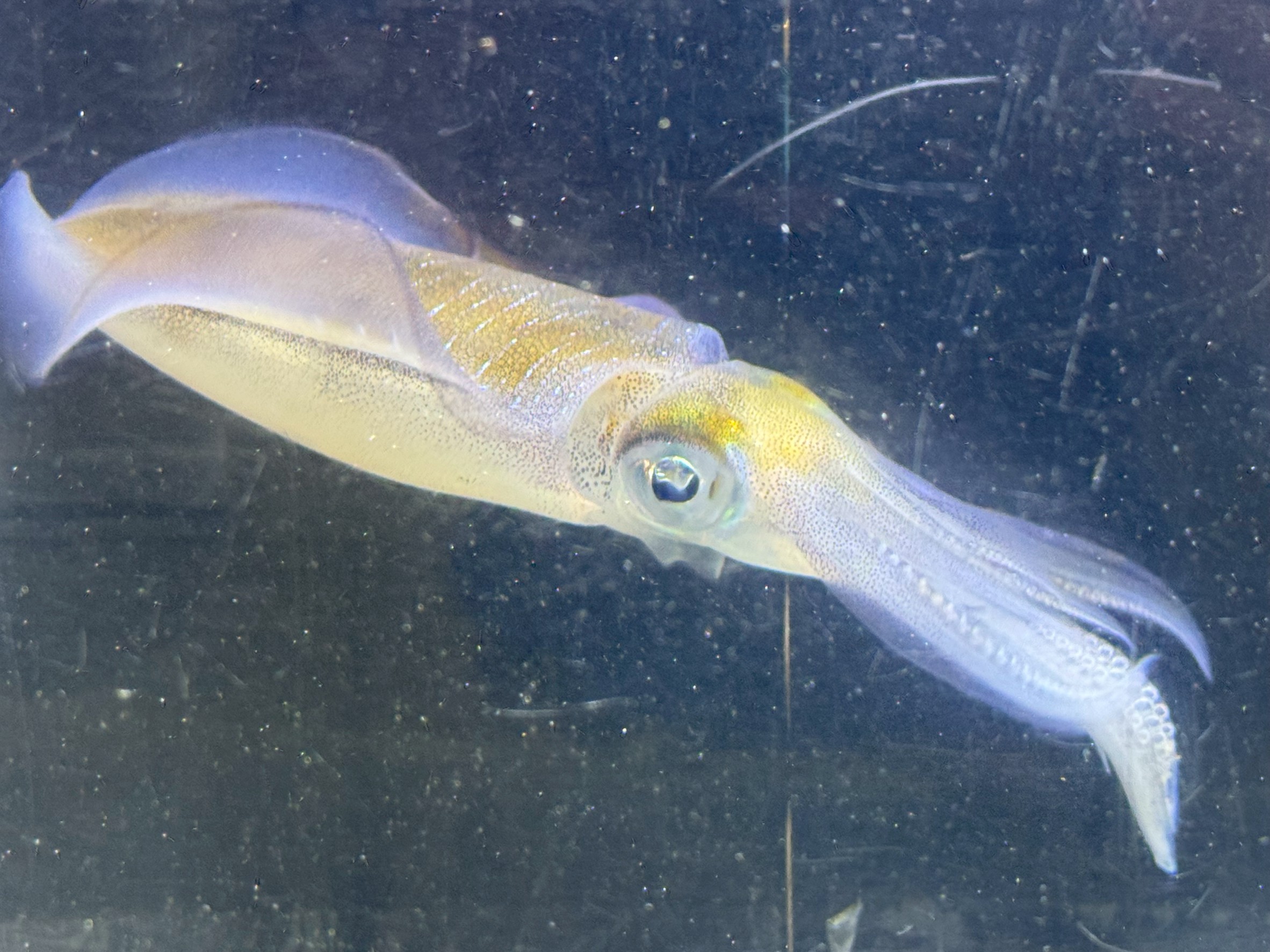 11月1日（土）海は濁っていますが、アオリイカ1杯釣太郎みなべ店近辺で釣れました。