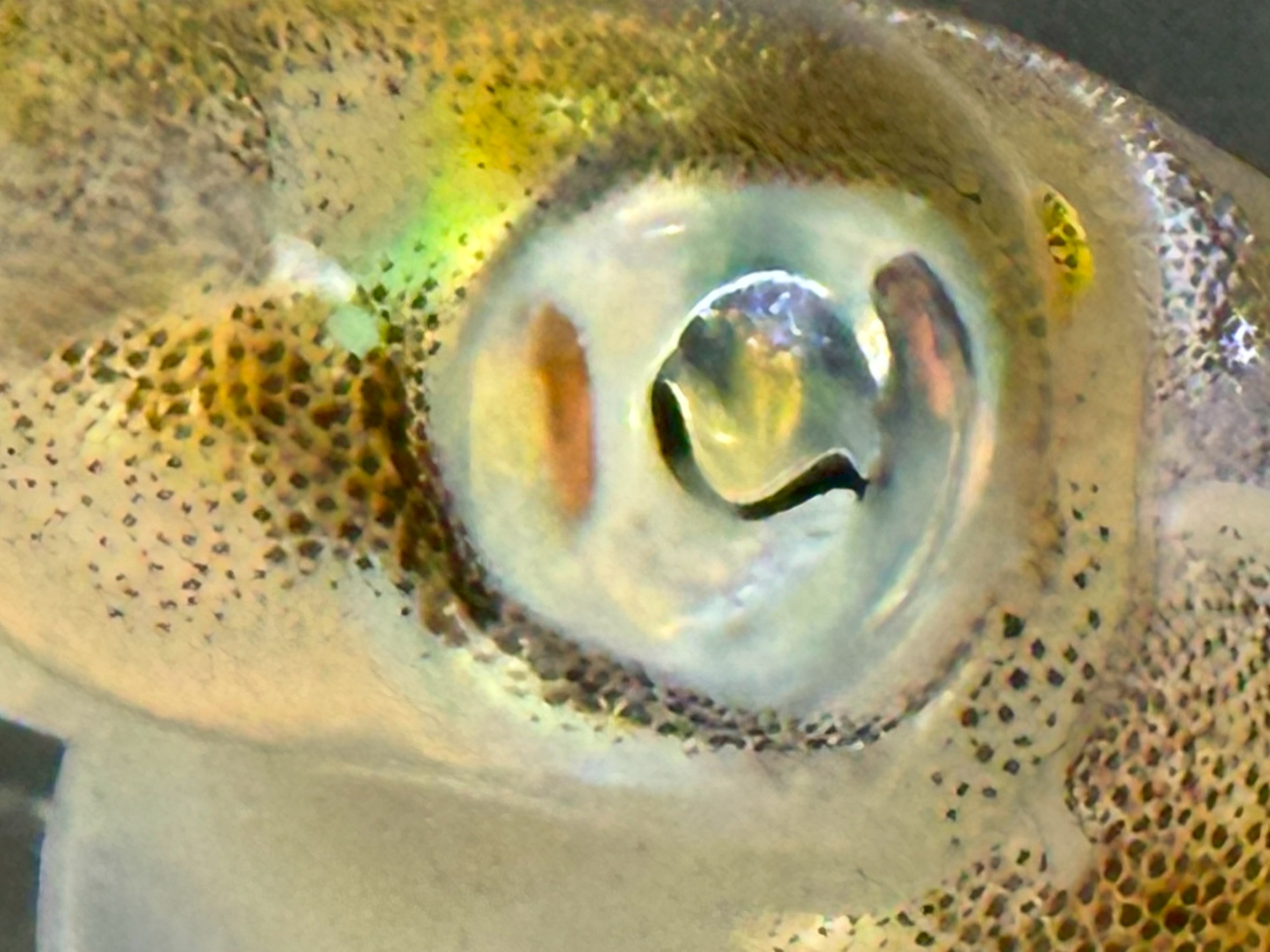 アオリイカの眼はカメラ型で、水中視認に特化している。瞳孔の形は光をコントロールするためで、魚とはまったく違う。視野はとても広く、周囲をほぼぐるりと見渡せる。夜間でも見えており、コントラストに敏感。色をきれいに見るというより、動きと明るさをとらえるのが得意。釣太郎