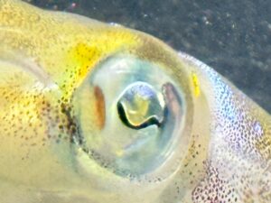 アオリイカの目は、単に視力が良いだけでなく、偏光サングラスをかけ、高性能なレンズを前後に動かして獲物をロックオンする「超高性能センサー」釣太郎