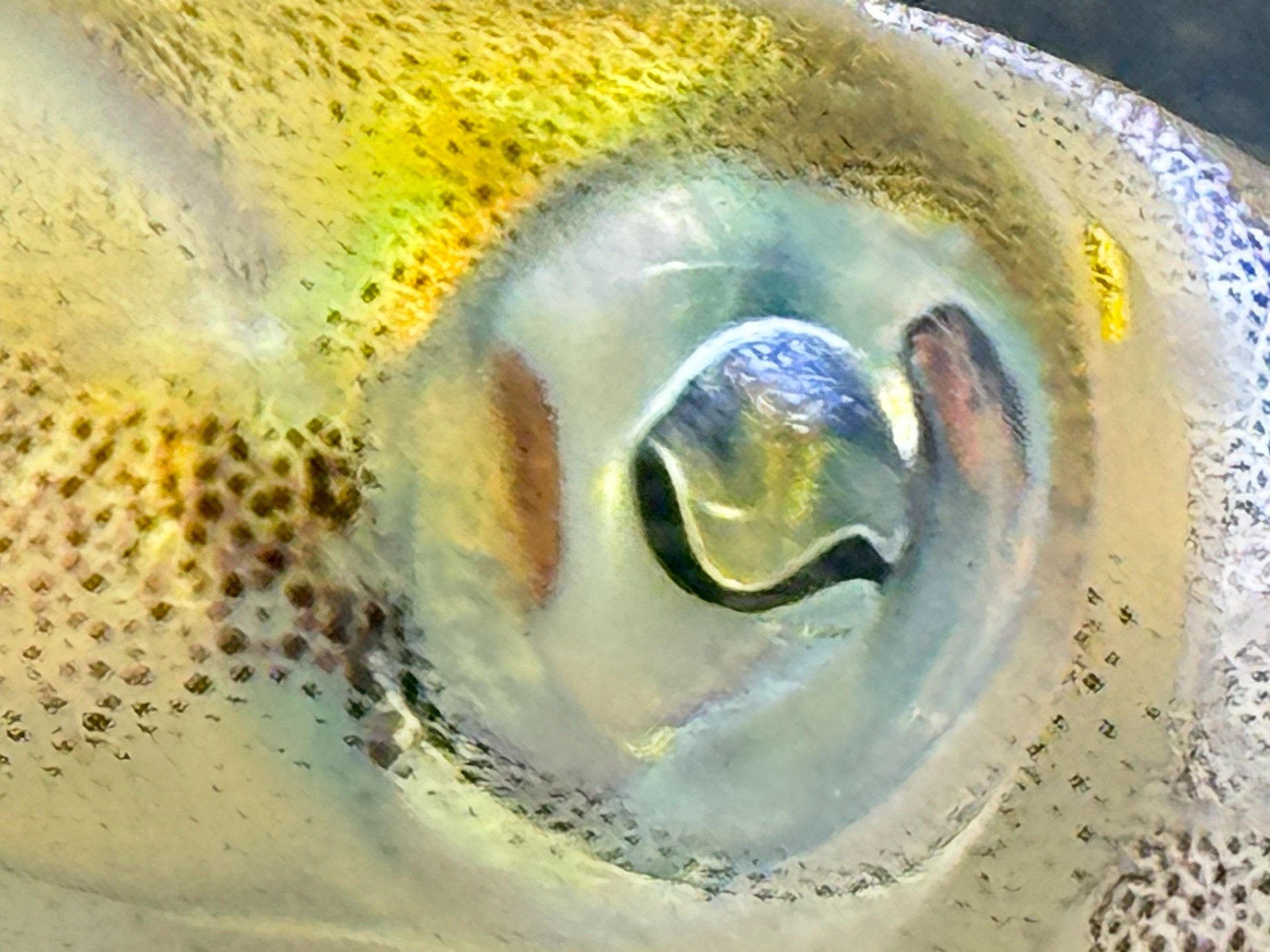 アオリイカの眼は、まさに自然界の“光学の結晶”。その構造と性能は、魚類や人間の目とは一線を画します。釣太郎みなべ店で展示飼育中。