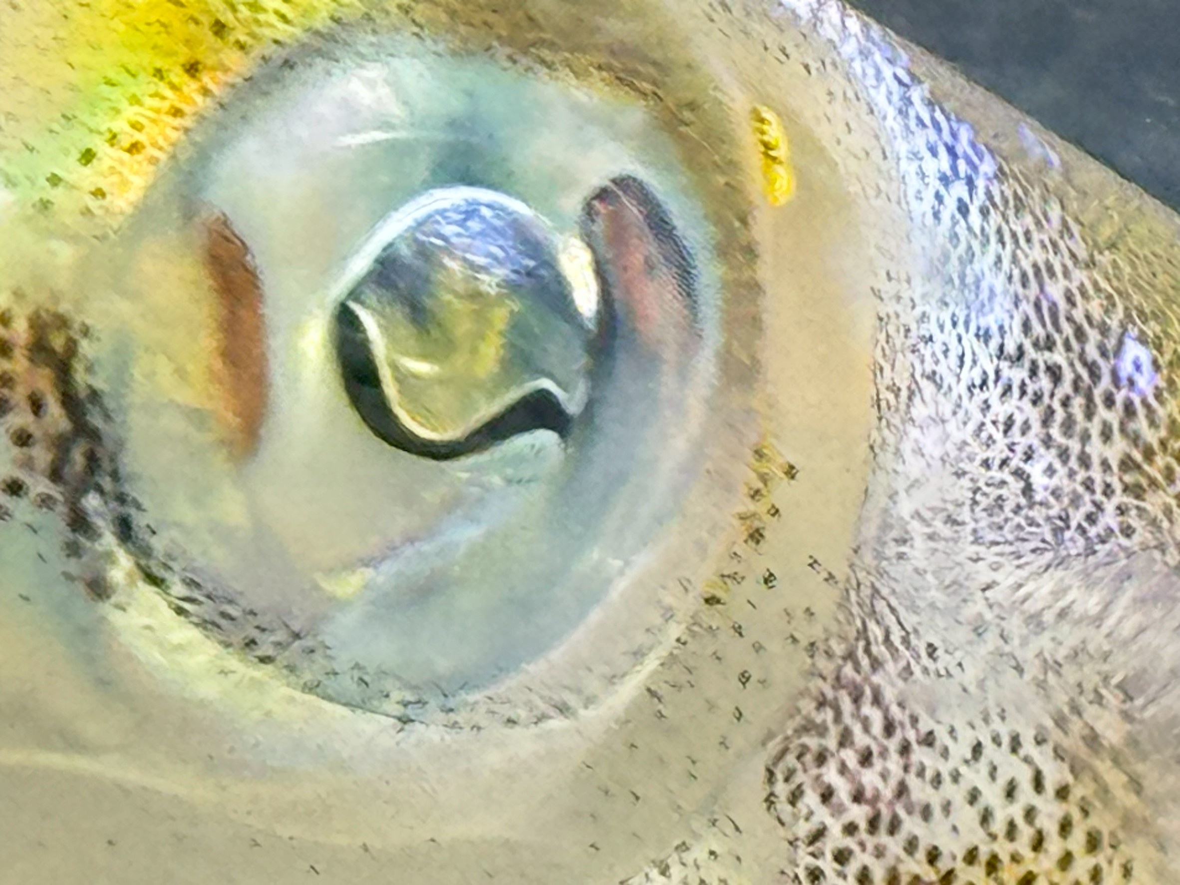 アオリイカの体に不釣り合いなほど大きな目。その理由は暗い海でも獲物を逃さないため。高感度の視覚を持つアオリイカの秘密を、釣太郎みなべ店で実際に観察できます。秋限定展示。