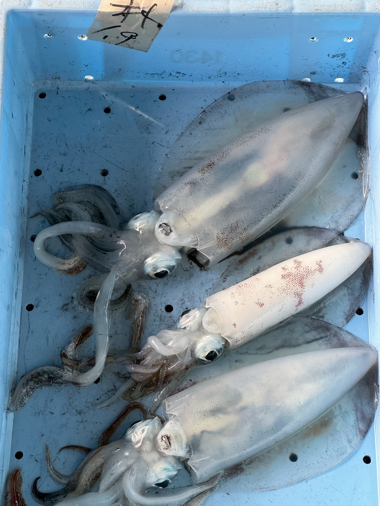 水温低下とともにアオリイカ、サイズアップしてきています。11月4日火曜日。釣太郎