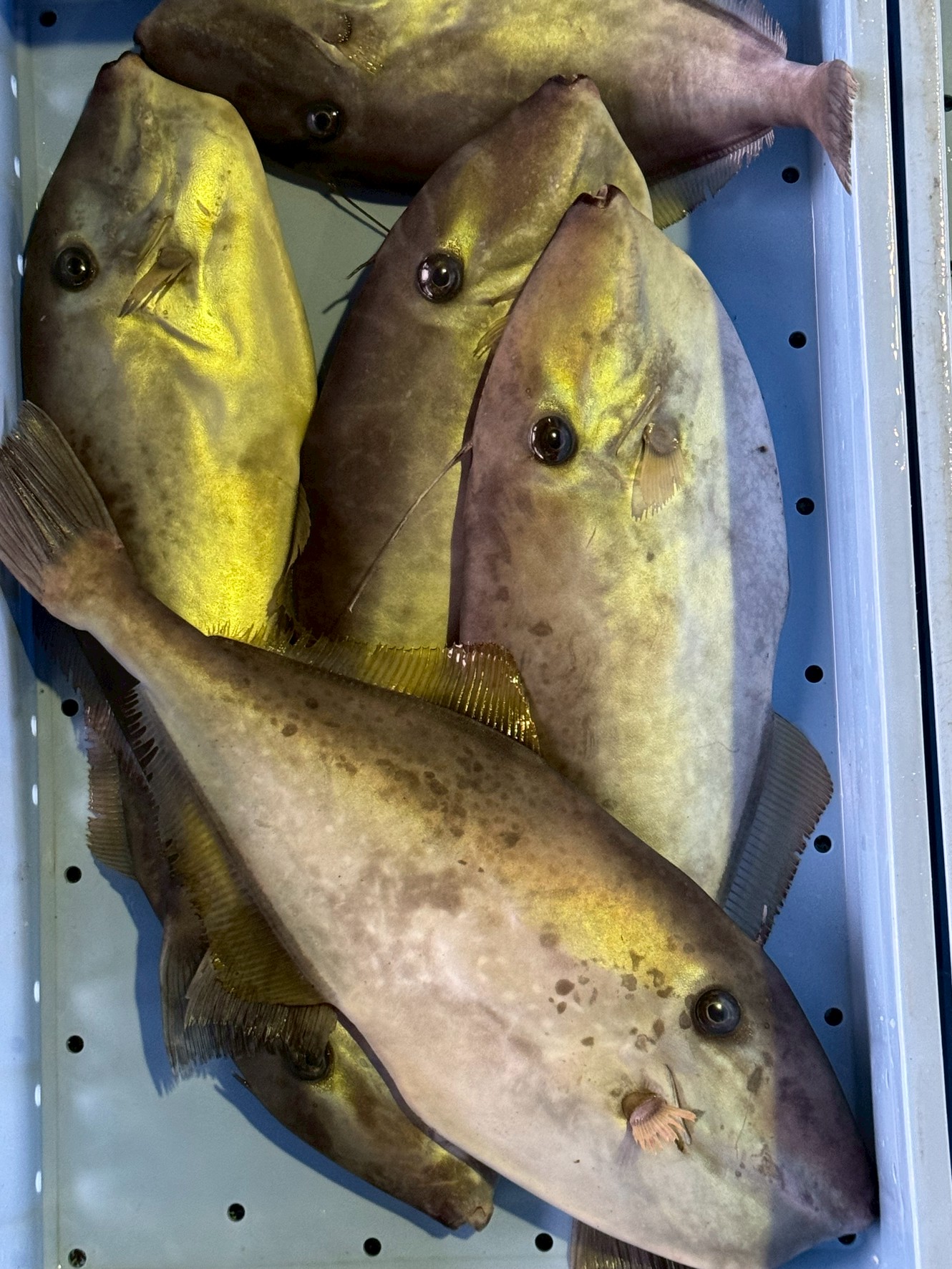 東京で1万円のコースに、このウスバハギの刺身が出てきたのには驚いた！釣太郎