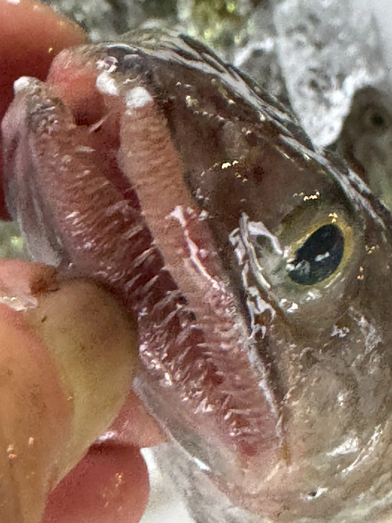 エソは鋭い歯と怖い見た目に反して、極めて上質な白身魚。かつてはすり身の主原料として重宝されていましたが、漁獲量減少によりタラへ置き換えが進んでいます。釣太郎