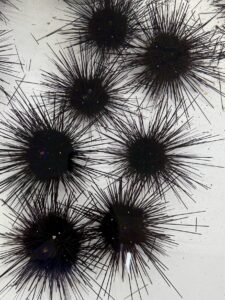 11月5日水曜日、両店合わせて1,200個のガンガゼウニ入荷しました。釣太郎