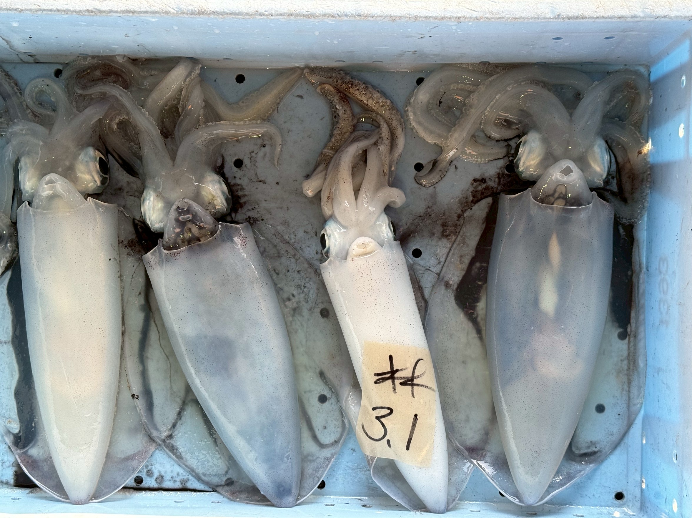 アオリイカ水温低下とともに大きくなってきました。11月8日土曜日。釣太郎