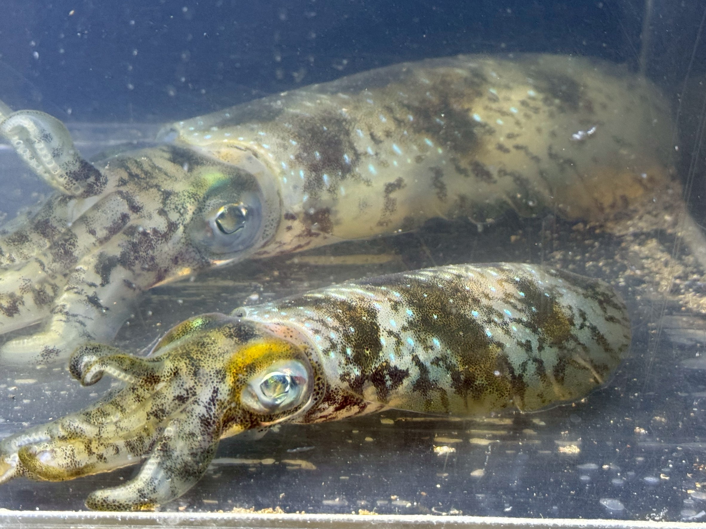 極限状態のアオリイカ、その瞬間。釣太郎みなべ店で飼育中。