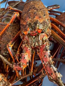 イセエビは価格が高いだけでなく、その価格の裏に“旨味の理由”があります。希少性・活き流通のコスト・筋繊維の構造・旨味成分の濃さ・殻の深い出汁 ・黒潮の恵み。釣太郎