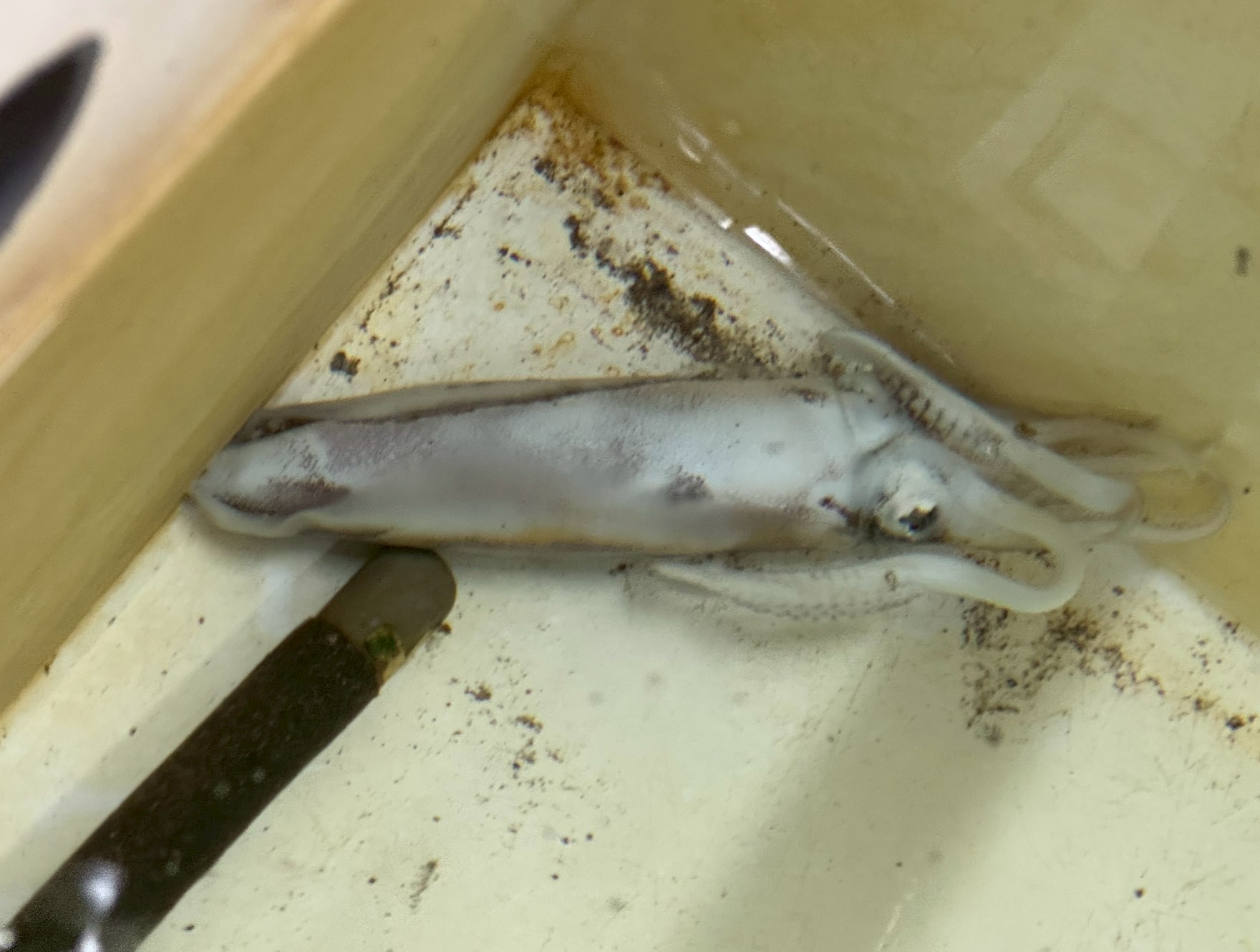 アオリイカは繊細で、エサだけあれば長生きする生物ではありません。釣太郎