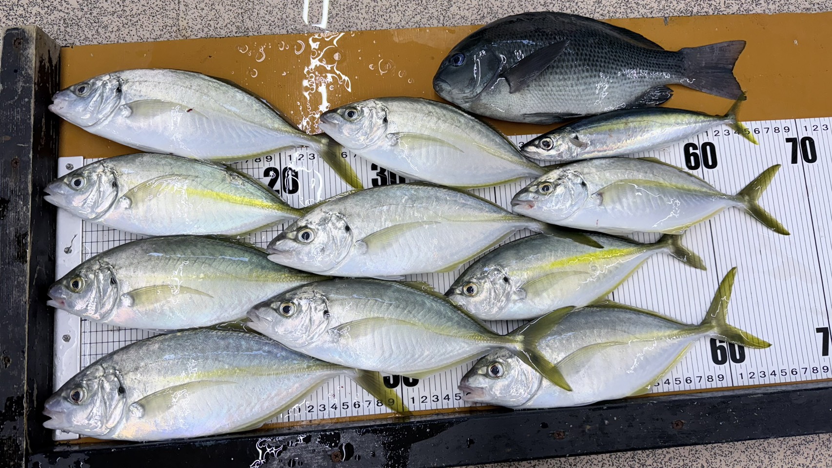 今年は1か月ほど遅れシマアジ回遊がある南紀。釣太郎