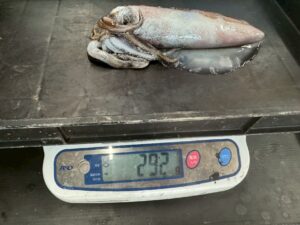 残念！アオリイカ300gにちょっとだけ足りていません。釣太郎