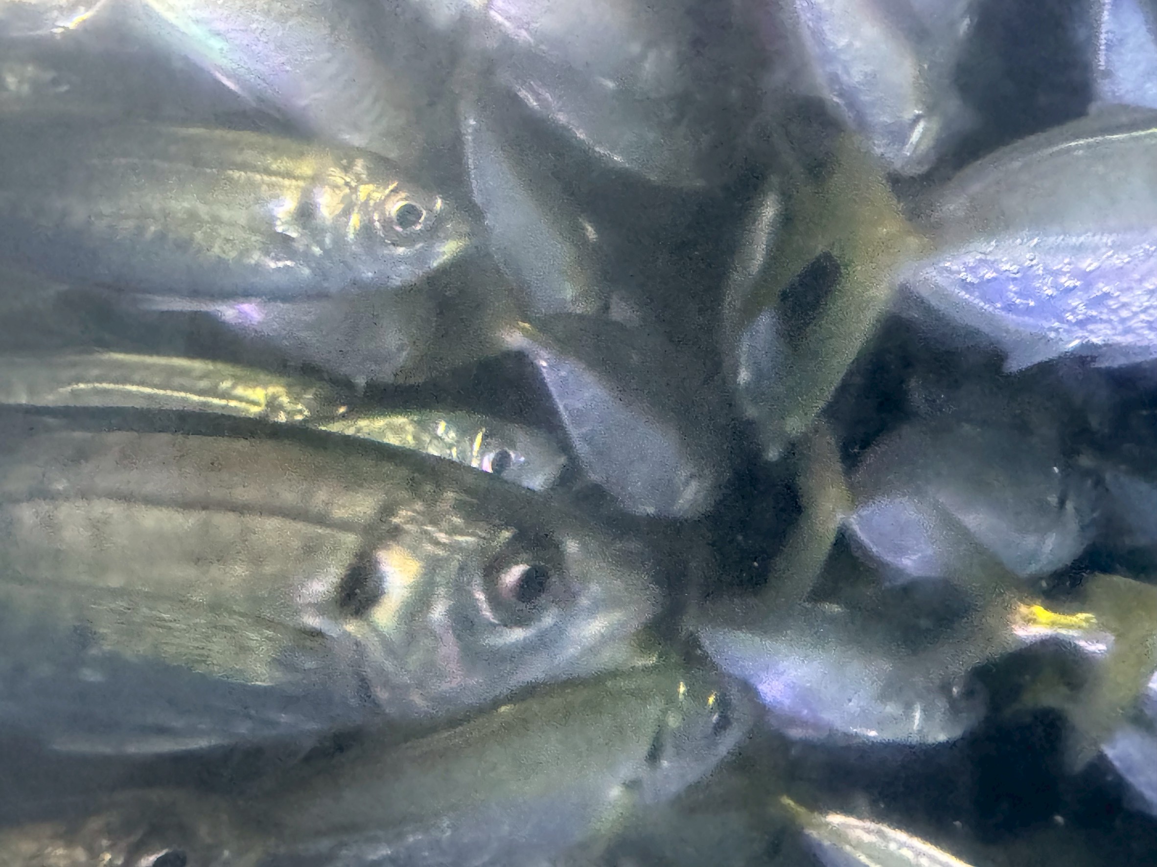 現在の活アジサイズは15～20センチと、今のアオリイカにマッチしています。11月18日釣太郎