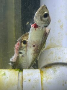 釣太郎みなべ店でアオリイカを飼育していますが、アジ完食でなく、ちょっとだけかじるが多いのです。