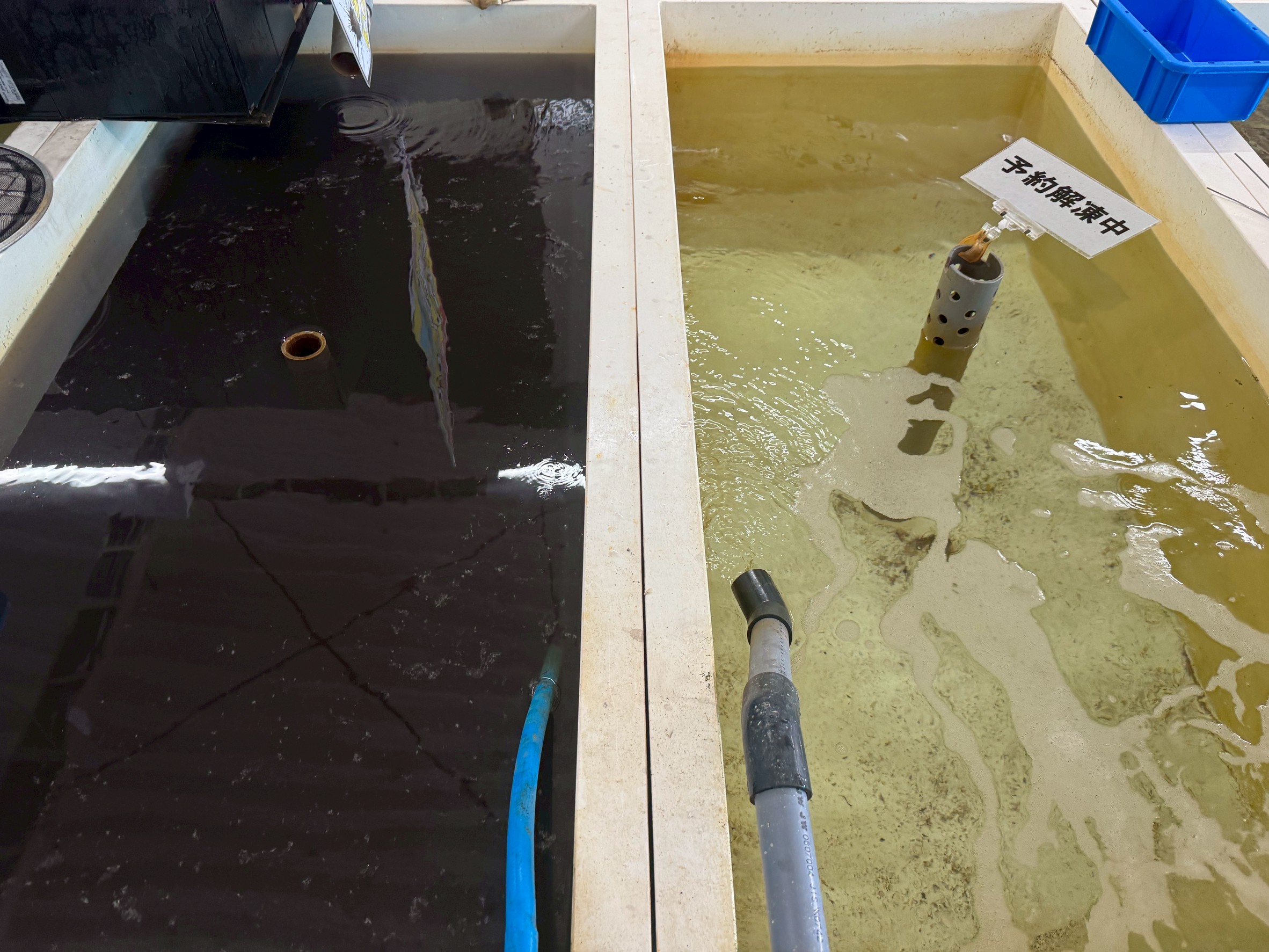 アオリイカの墨は、水槽が黒くなるのはメラニン粒子が海水中に漂うためで、一度拡散すると沈みにくいことが原因。釣太郎