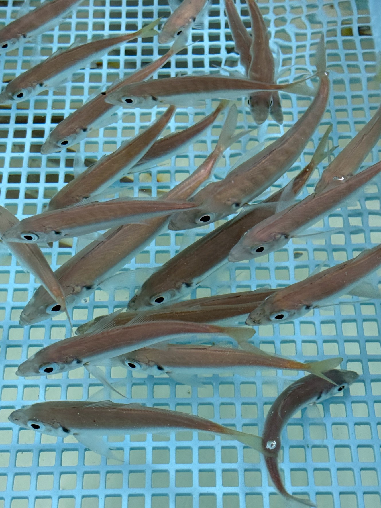 アオリイカ釣り絶好調で、活アジ売れています。大きさは15～20センチ。釣太郎