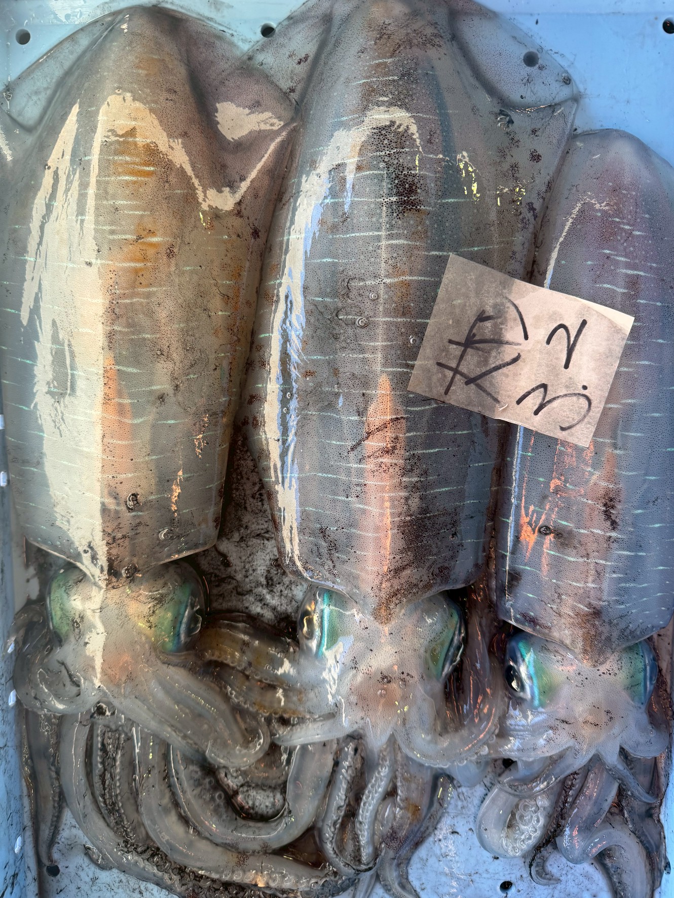 アオリイカ1キロ級が珍しくないシーズンに入りました。11月21日金曜日。釣太郎