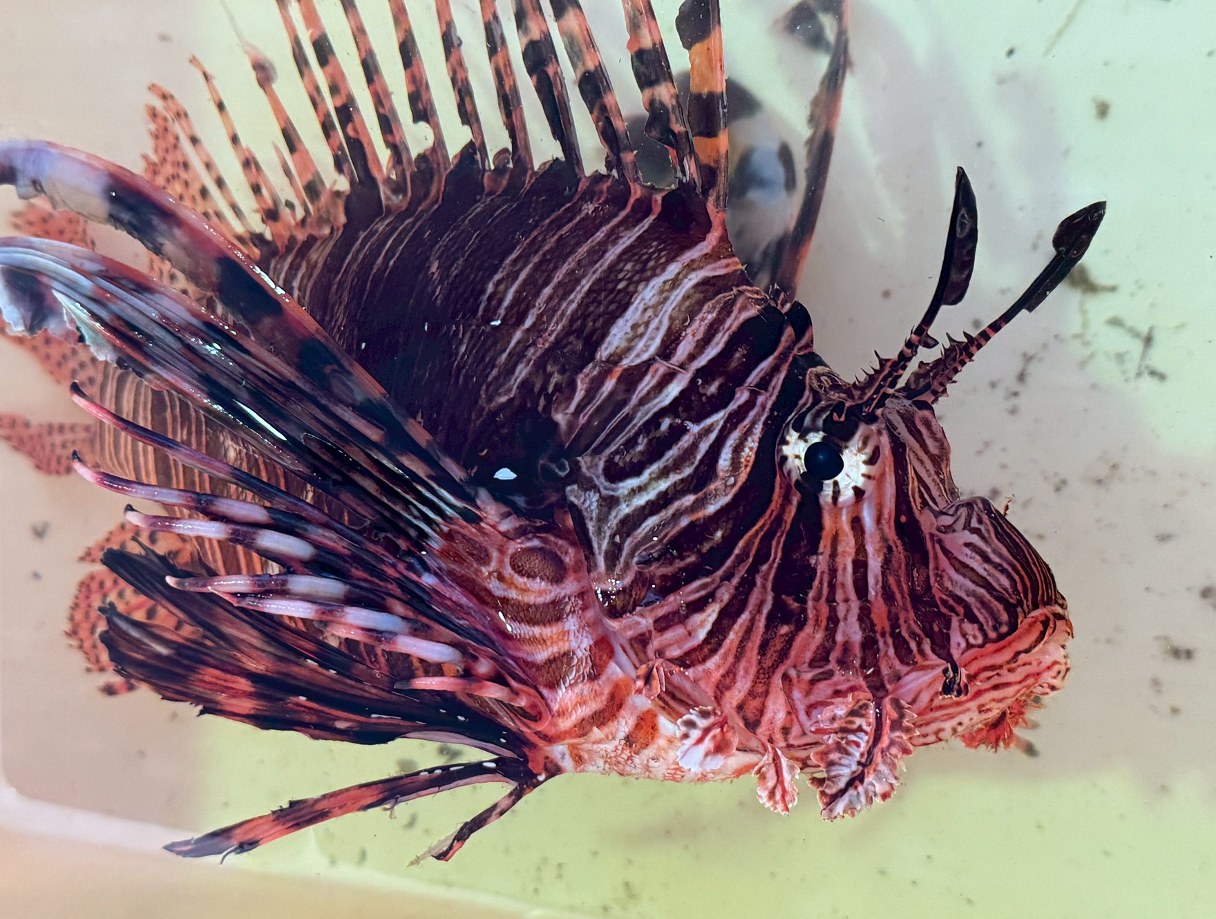 ミノカサゴの生態・毒・ハナミノカサゴとの違いまで完全網羅！美しき危険生物の正体解説。釣太郎