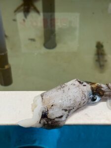 アオリイカはなぜ共食いをする？水槽院はアジが泳いでいるのに。釣太郎