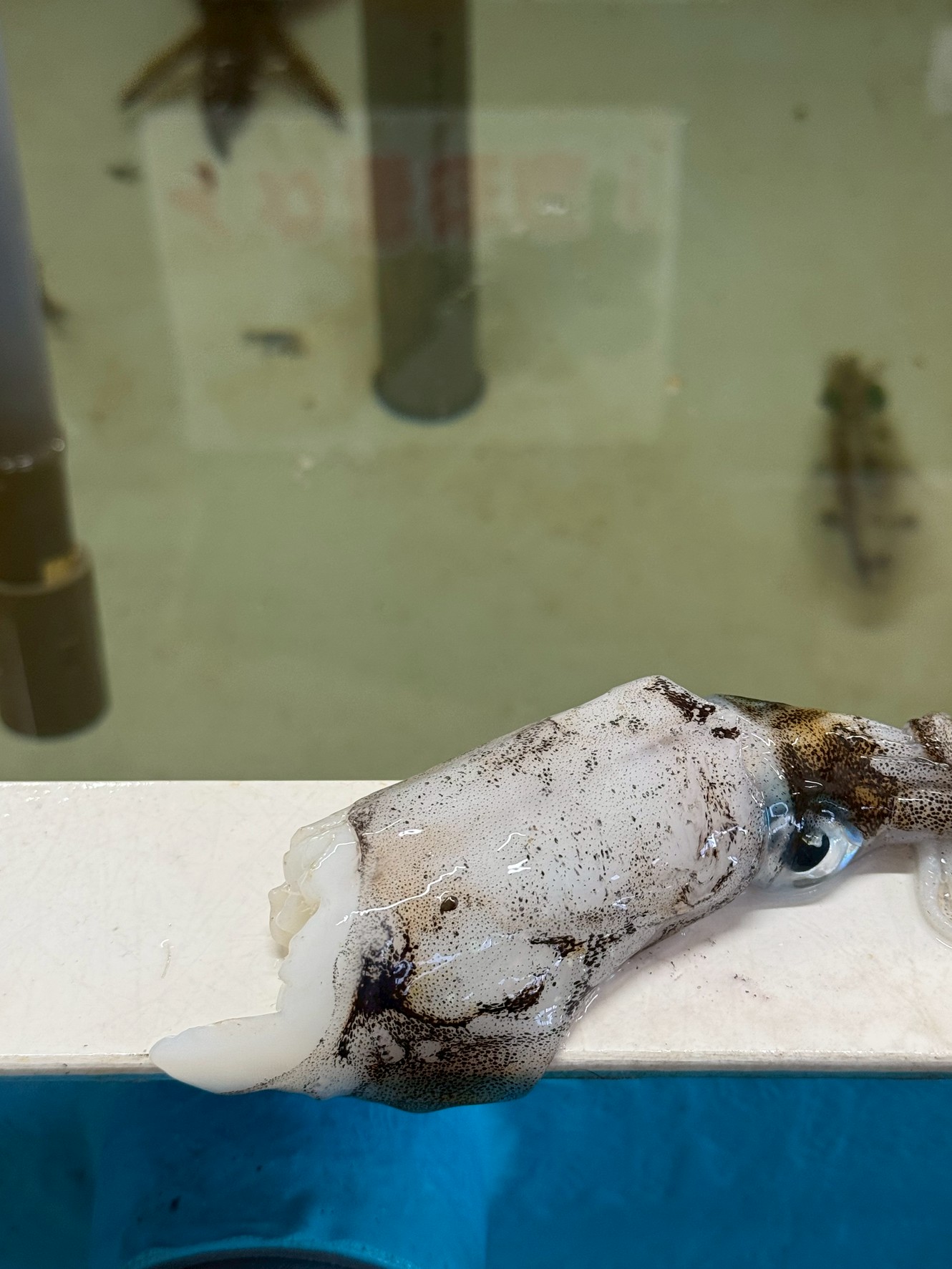 アオリイカはなぜ共食いをする？水槽院はアジが泳いでいるのに。釣太郎