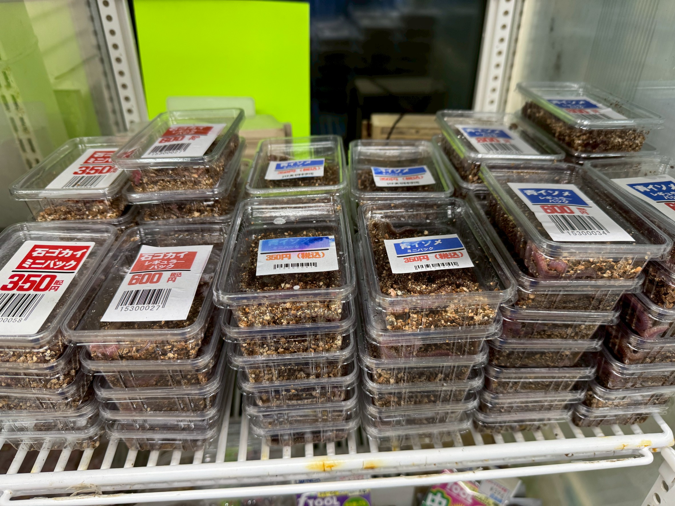 青イソメ、石ゴカイ大量にご用意しています。釣太郎