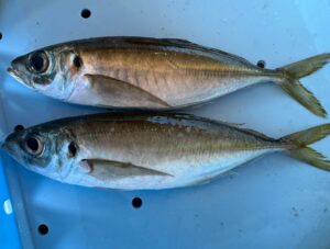 マアジは、体高が高く、平べったい ＝ 脂が乗った濃厚な味（刺身向き）。細長く、丸っこい ＝ 身が締まったサッパリした味（フライや干物向き）釣太郎