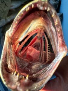 クロムツの口は獲物を逃さないための「内向きの牙」釣太郎 ワンチャンスをモノにするための「巨大な口」